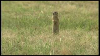 HÍREK A TERMÉSZETBŐL