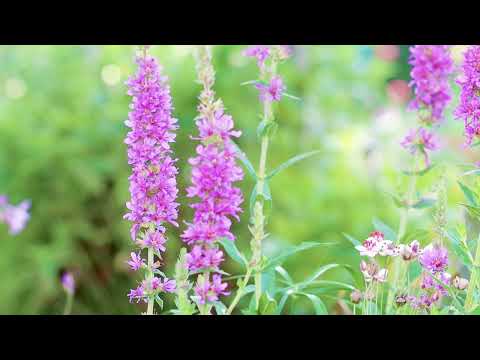 Blutweiderich, ein wilder Traum für Bienen und Schmetterlinge