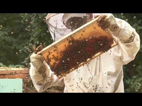 Boja meda ep. 77 27.08.2019. NAJAVA