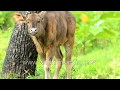 Identify This Baby In A South Indian Forest What Species Is It