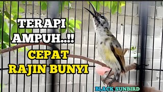 Download lagu Terapi Ampuh!! king konin agar rajin bunyi dan cepat gacor mp3 Download lagu Terapi Ampuh!! king konin agar rajin bunyi dan cepat gacor mp3
