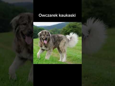 Troszkę inny format ale mam nadzieję że  wam się spodoba- zdjęcia wzięłam  z internetu #capcut #dog
