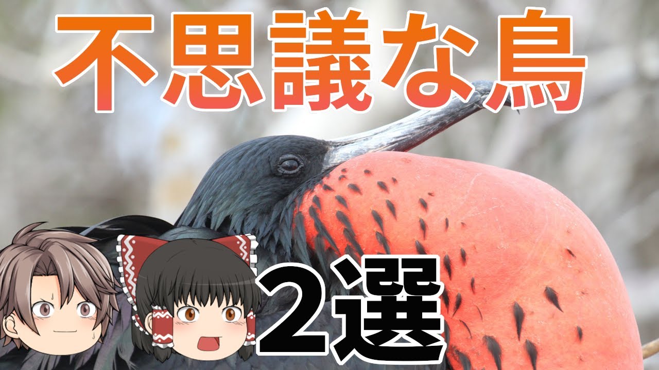 【ゆっくり解説】オオグンカンドリ・ハイイロホシガラスはどんな鳥？