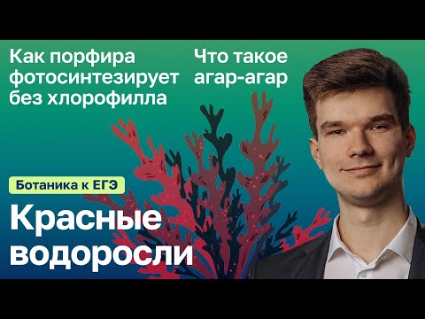7.36. Красные водоросли | Ботаника к ЕГЭ | Георгий Мишуровский