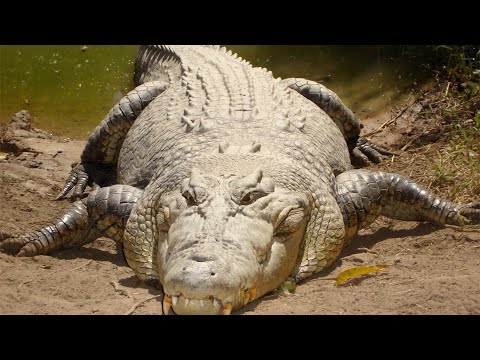 Salzwasserkrokodil - Das Größte Reptil Der Welt / Dokumentation