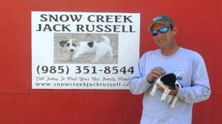 Bernard from South Louisiana Shares His Experience with Snow Creek Jack Russell