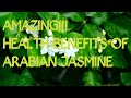Amazing Health Benefits Of Arabian jasmine l Sampaguita
