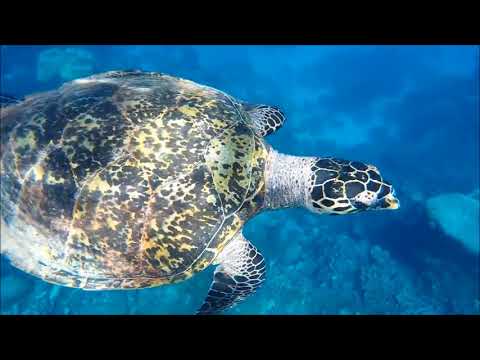 Stage Rockers feat  Mick Fousé & Tiana Kruskic   Mother