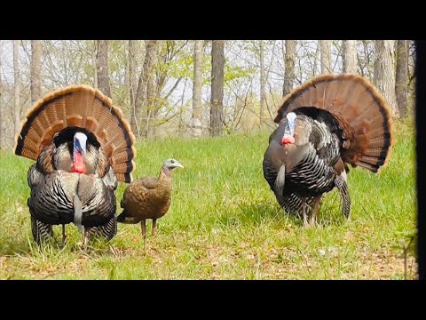 2017 Opening Day Amazing Turkey Hunt