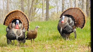 Opening Day Amazing Turkey Hunt ‼️