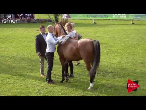 3 rd place N.77 BERENIKA - Ströhen 2017 C-Show - Senior Mares Championship (Class 18)