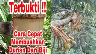 Download lagu Cara Merangsang Pohon Durian Agar Cepat Berbuah mp3