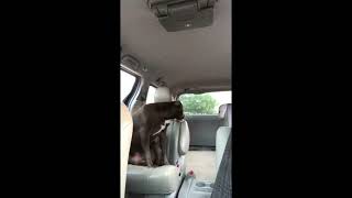 Peaceful ride with a pitbull.