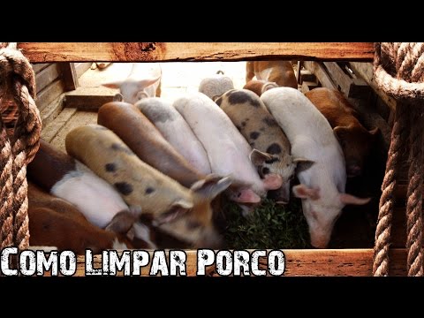 , title : 'Como Abater e Limpar Porco  - Preparo Completo'