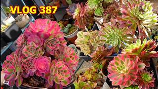 What I Learned In Growing AEONIUM | VLOG #387   Growing Succulents With LizK