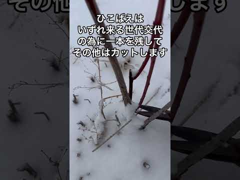 冬に剪定する植物はどれ？ 1月と2月に剪定を好む種  庭園