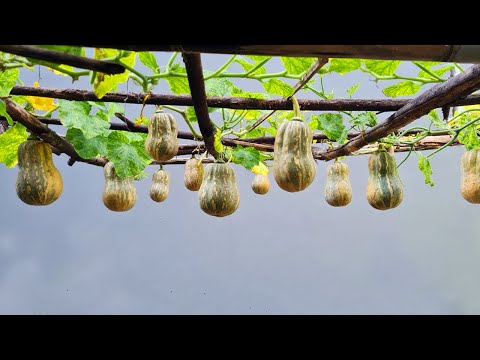 Let s grow bitter melon for your family this way it s very fruity and easy to make