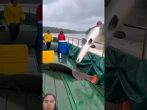 ช่อนหนีจระเข้ #fish #shortsviral #shortvideo #shortsviralanimals #shorts #สัตว์