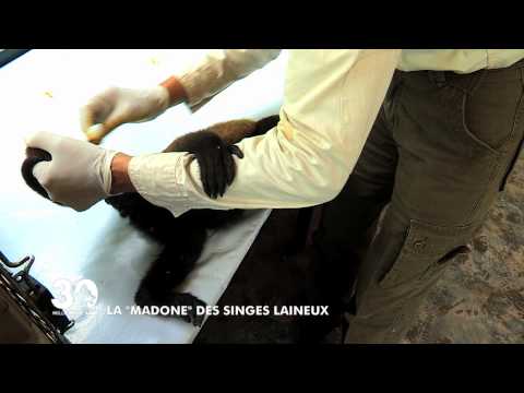 Cette française consacre sa vie à sauver les singes laineux