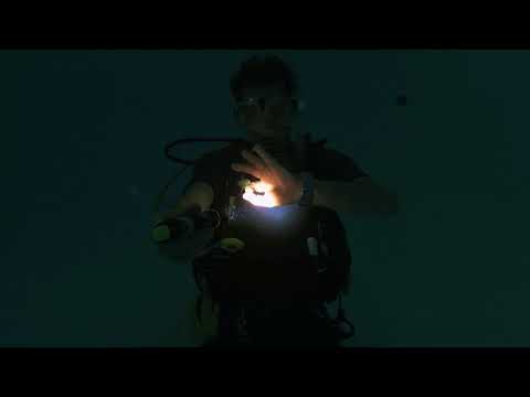 download lagu mp3 mp4 Night Dive Signals, download lagu Night Dive Signals gratis, unduh video klip Night Dive Signals