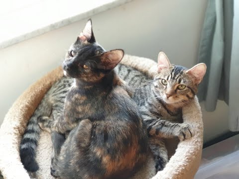 Melita & Roanna, adoptable kittens in Pittsburgh, PA