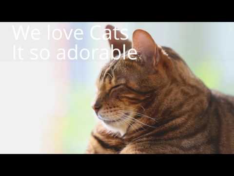 We love Cats