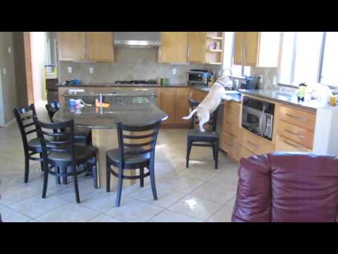 These Sneaky Little Dogs Sure Know Where the Food Is Kept!