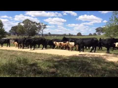 Cumming Cows & Calves