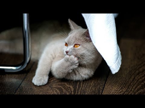 How to Deal with Cat Food Allergies - Trying Different Diets to Manage Your Cat's Allergies