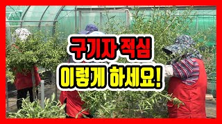 구기자 적심 요령