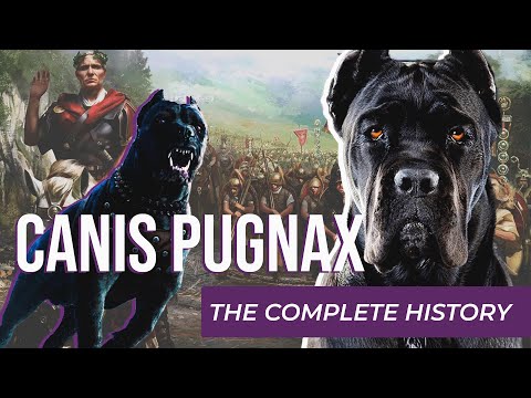 , title : 'CANIS PUGNAX | THE DOG OF WAR OF ROME | The COMPLETE HISTORY'