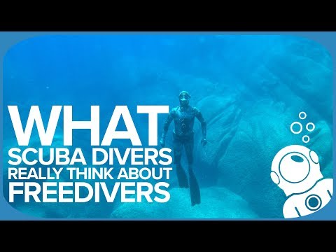 What Scuba Divers REALLY Think About Freedivers