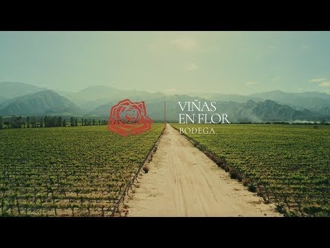 Descubrí Cafayate. Descubrí Salta. Bodega VIñas en Flor