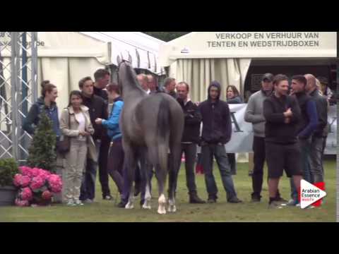 Junior Colts Championship