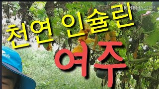천년인슐린 '여주' 당뇨병 예방