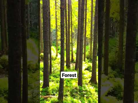 "Forest" by AShamaluevMusic (Free Use In Shorts Videos)