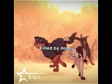 How do you want to die in Warrior cats? || MY IDEA‼️|| cr in desk !! || #warriorcats#catwarriorclub