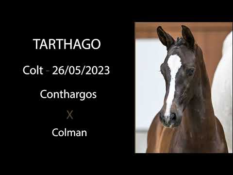 Tarthago (Conthargos x Colman)