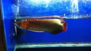 Supreme Red Arowana