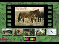 Foal Nursing From Kids Zoo A Baby Animal Adventure MS DOS Packard Bell Version