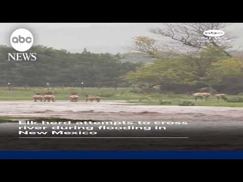 Elk herd attempts to cross river in New Mexico
