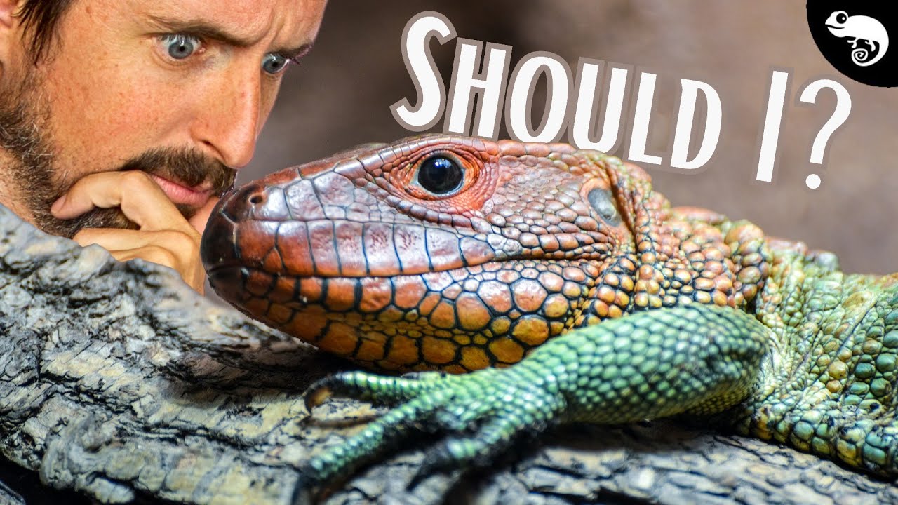 Experimental GIANT Enclosure for an Absolutely Epic Reptile!