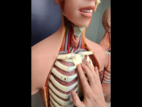 How do you count ribs on someone?