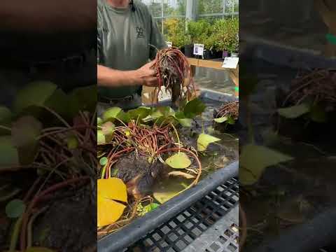 Transplanting Waterlilies