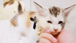 メインクーンの動画02