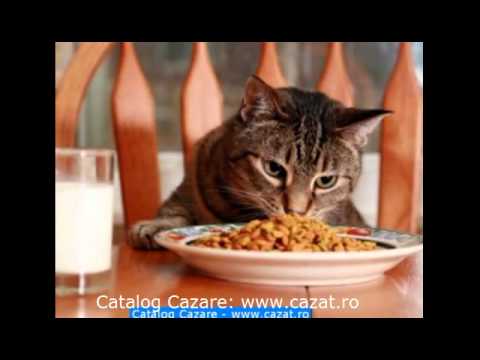 Cazare Coconi, Calarasi - Cazat.ro