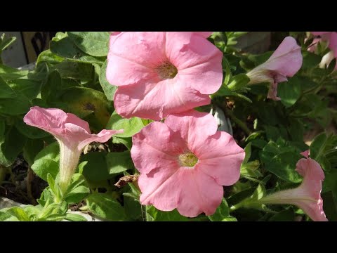 How to use Bloom Booster in plants