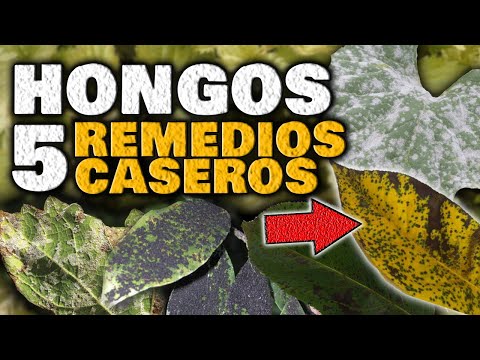 , title : 'Elimina los HONGOS en las PLANTAS | Fungicida Casero para Combatir Hongos Mildiu, Oídio, Roya'