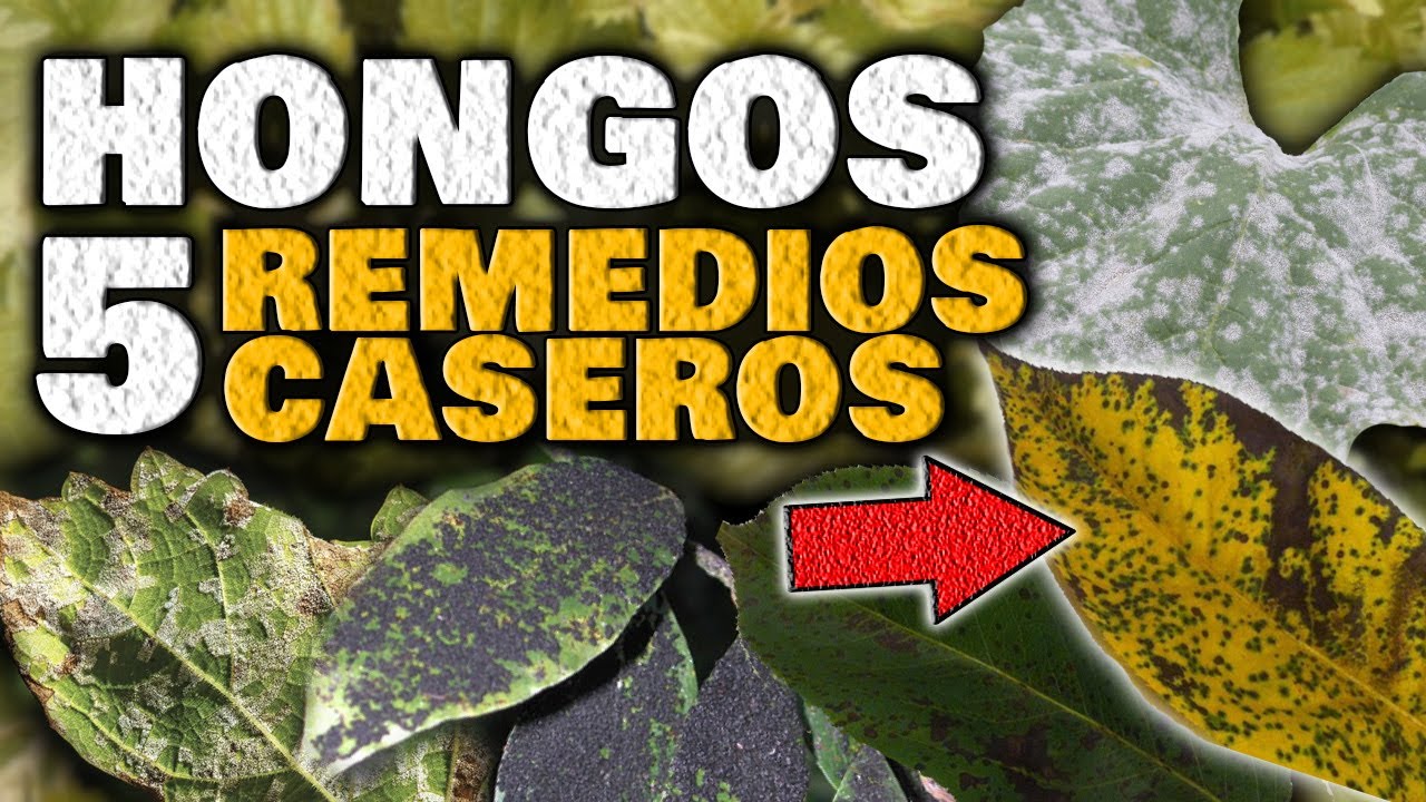 Elimina los HONGOS en las PLANTAS | Fungicida Casero para Combatir Hongos Mildiu, Oídio, Roya