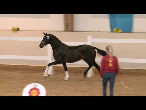 Trakehner-Hengst Pazifik